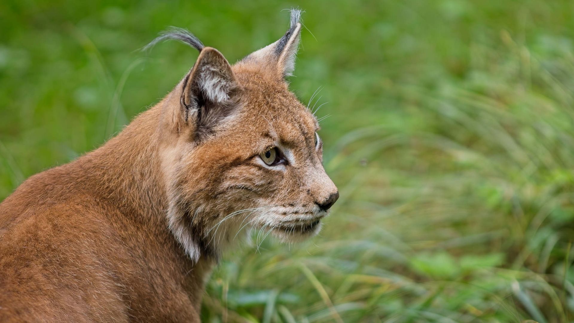 Ein Europäischer Luchs sitzt im Gras und schaut nach rechts 