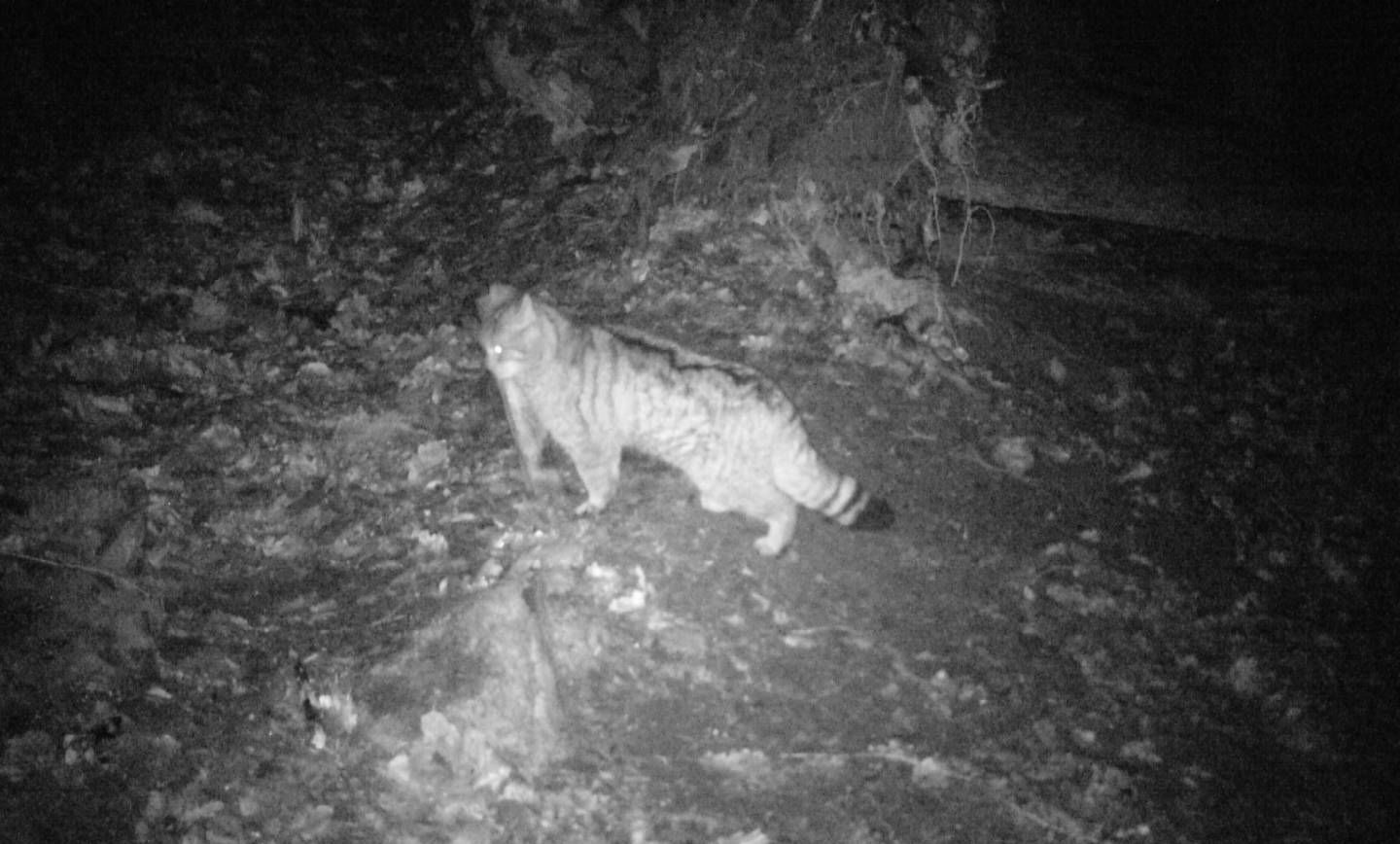 Wildkatze im Krofdorfer Forst