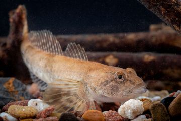Zu sehen ist die Groppe, ein Bodenfisch. Er füllt fast das gesamte bild aus, sein Kopf ist rechts unten zu sehen, seine Flosse links oben.