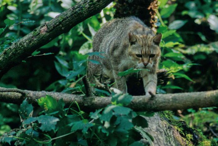 Wildkatzen: Still und heimlich schleichen sie durch Hessens Wälder. (Foto: Thomas Stephan) 