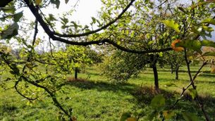 Streuobstwiese mit ersten gelben Blättern