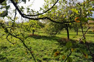 Streuobstwiese mit ersten gelben Blättern