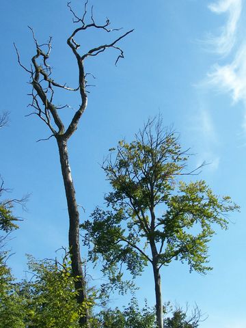 Geschädigte Bäume im Hessischen Ried
