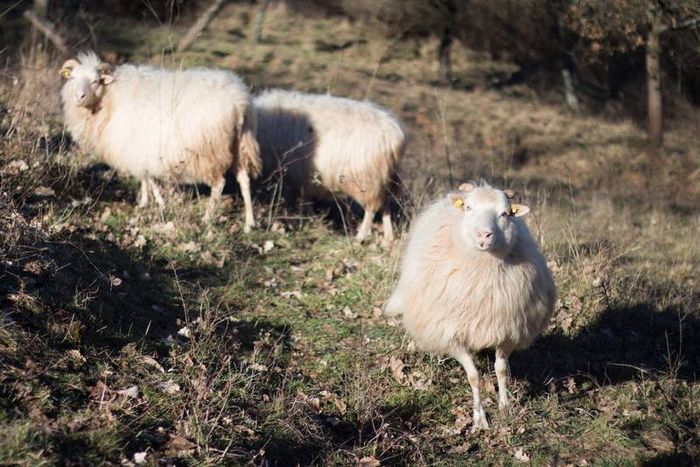 Schafe auf Streuobstwiese.