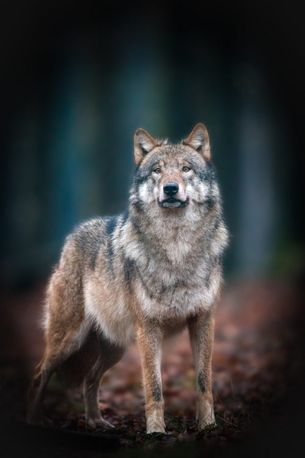 Wolf im Wald