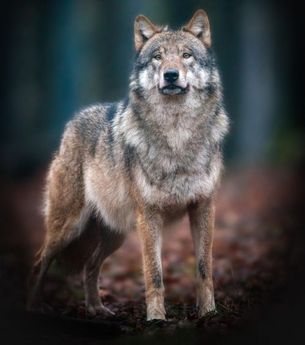 Wolf im Wald