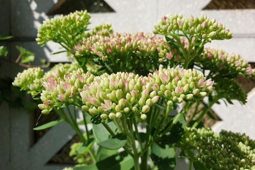 Fetthennen sind bei Insekten eine beliebte Nahrungsquelle