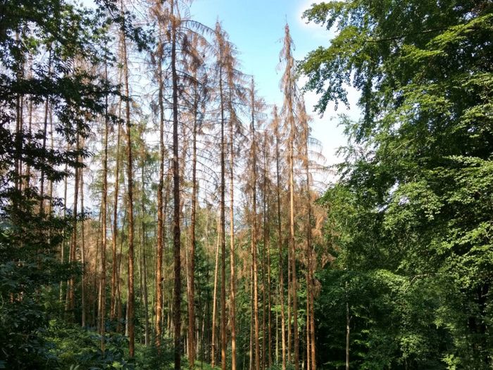 Abgestorbene Fichten an der Bergstraße (Foto: Lynn Anders / BUND Hessen)