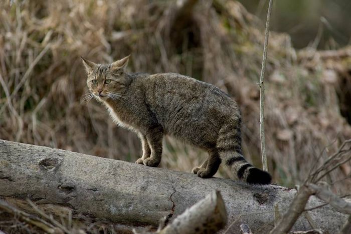 Wildkatze auf Baumstamm (Foto: Thomas Stephan/BUND)