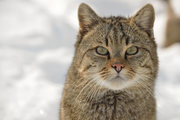 Wildkatze (Thomas Stephan/BUND)
