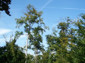 Geschädigte Bäume im Hessischen Ried.
