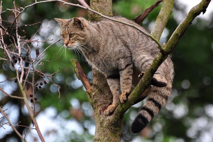Wildkatze im Baum (Foto: Harry Neumann/BUND)