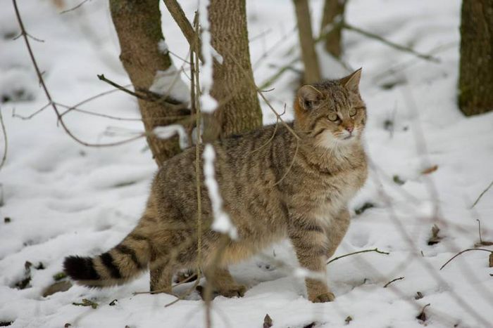 Wildkatze im Schnee (Foto: Thomas Stephan BUND)