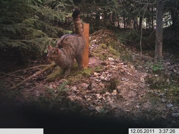 Wildkatze am Lockstock in der Umgebung von Frankenberg