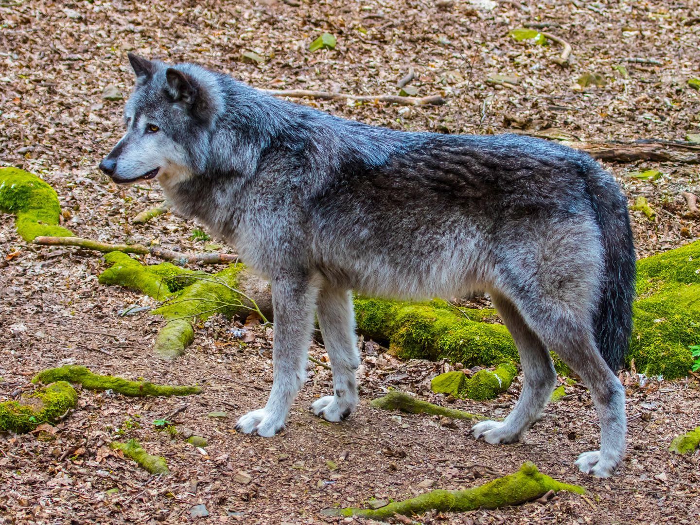 Wolf steht im Wald