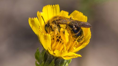 Voller Pollen: Hosenbiene in gelber Blüte. (Foto: Herwig Winter)