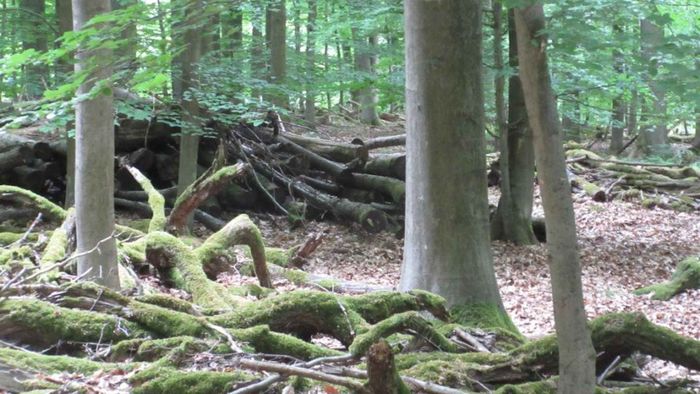 Totholz im Dannenröder Forst