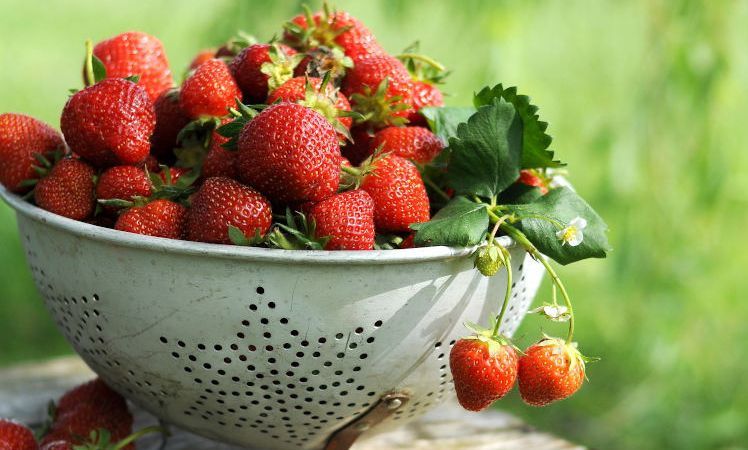 Gepflückte Erdbeeren