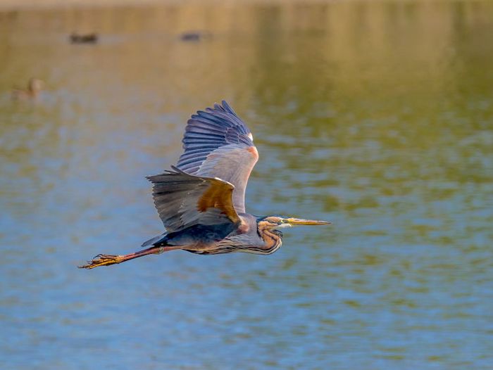 Purpurreiher im Flug