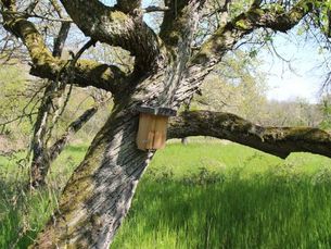 Bilch-Nistkasten für die Spurensuche Gartenschläfer