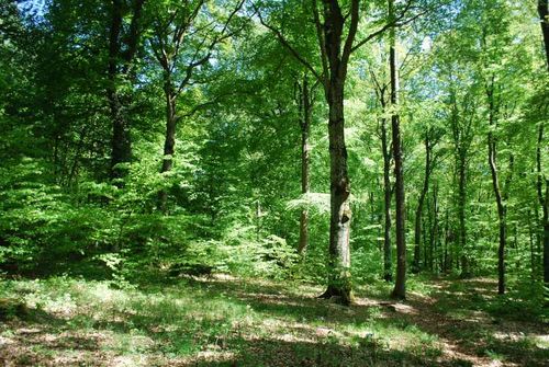 Buchenwald in Hessen