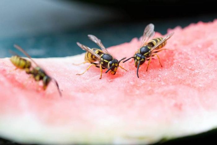 Wespen an Ablenkungsfütterung mit Melonenrest (Foto: Erik O. Martin)