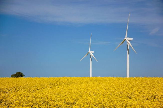 Windräder an einem blühendem Feld.