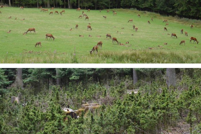 Rudel Hirsche auf Wiese (Foto: E. Sonneborn) und Bonsai-Wald westlich von Oberndorf (Foto: M. Kunkel)
