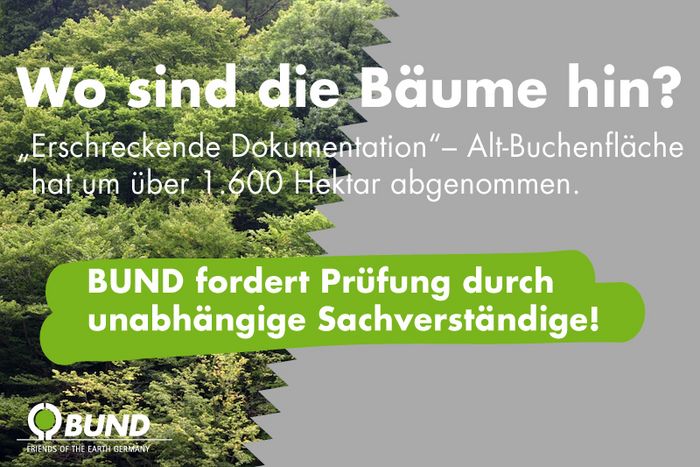 Wo sind die Bäume hin? „Erschreckende Dokumentation”– Alt-Buchenfläche hat um über 1.600 Hektar abgenommen. BUND fordert Prüfung durch unabhängige Sachverständige! (Grafik: Niko Martin)