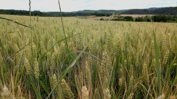 Landwirtschaftliche Flächen haben eine große Bedeutung für die Lebensmittelversorgung und den Klimaschutz. (Foto: Lynn Anders / BUND Hessen)
