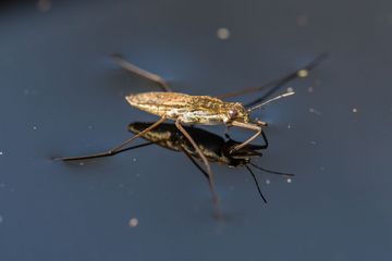 Zu sehen ist ein Wasserläufer, der mit seinen Beinen auf der Wasseroberfläche gleitet.