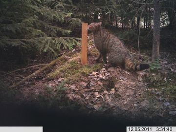 Wildkatze am Lockstock in der Umgebung von Frankenberg