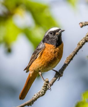 Gartenrotschwanz-Männchen auf Ast