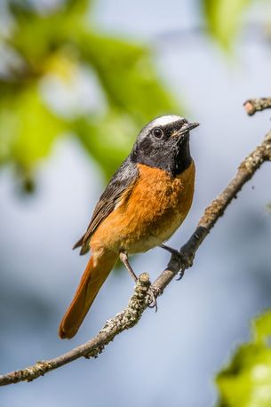Gartenrotschwanz-Männchen auf Ast
