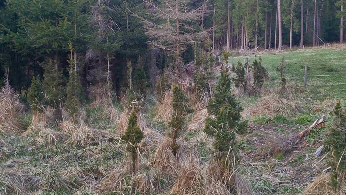 Verbissene Jungbäume im hessischen Spessart.