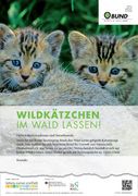 Wildkätzchen im Wald lassen (Poster)