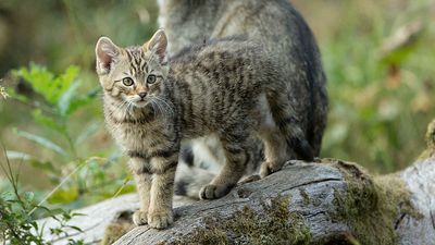 Neugieriges Wildkätzen