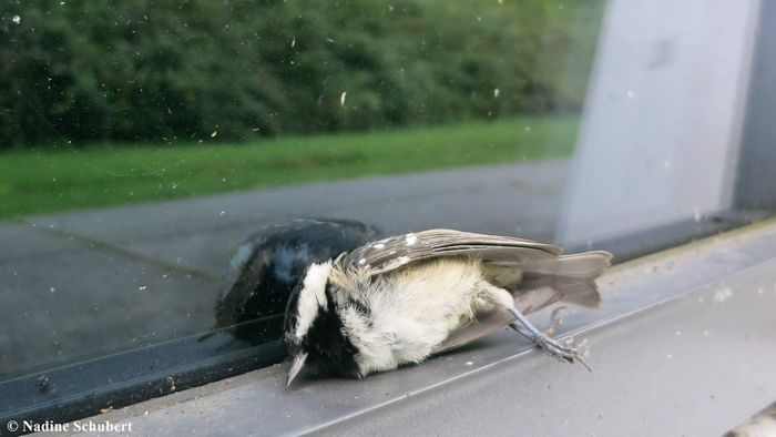 Durch Vogelschlag verunglückte Tannenmeise