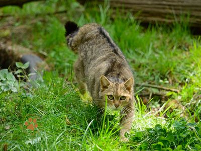 Europäische Wildkatze im Grünen