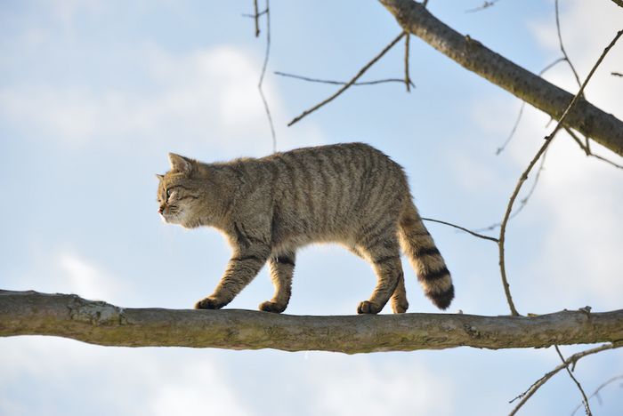 Wildkatze balanciert auf Ast (Foto: Thomas Stephan/BUND)