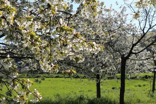 Streuobstblüte in Seeheim-Jugenheim