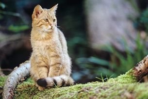 Wildkatze sitzt auf moosbedecktem Ast.