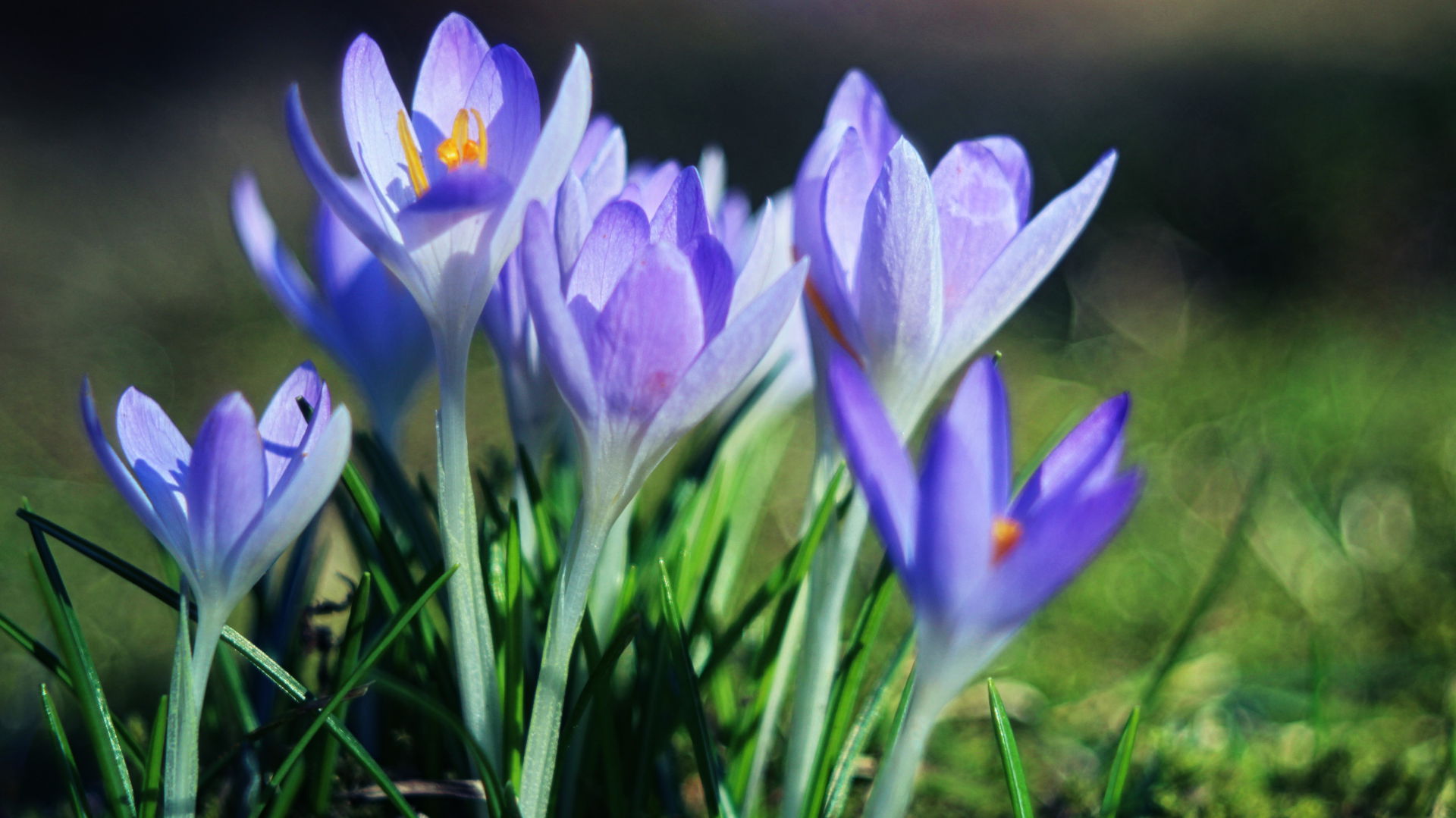 Krokusse auf einer Wiese.