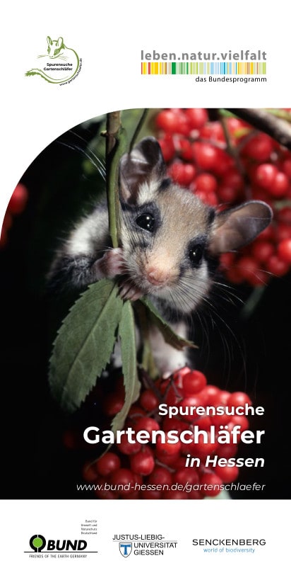 Spurensuche Gartenschläfer (Flyer Hessen)