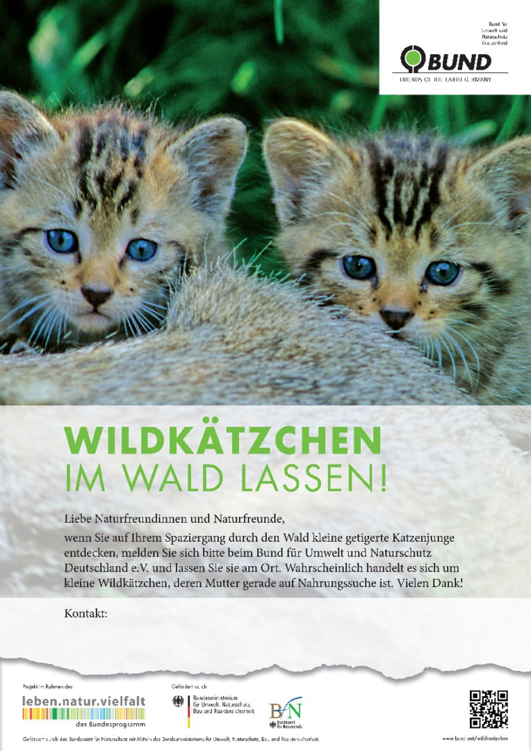 Wildkätzchen im Wald lassen (Poster)