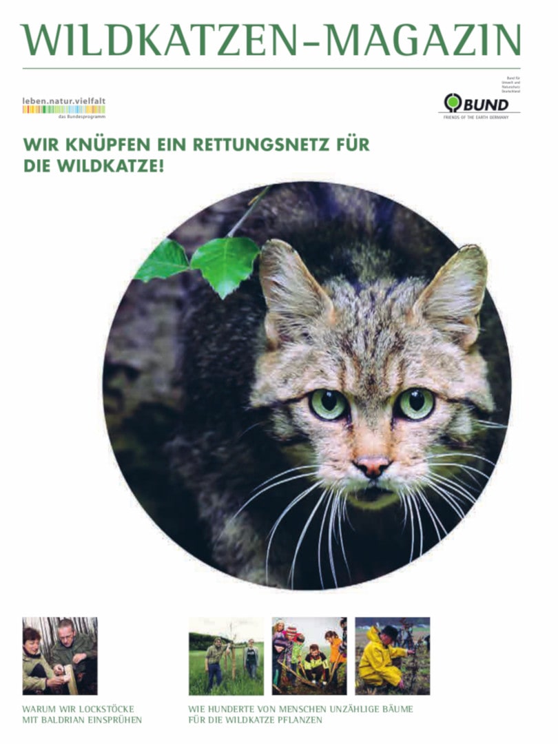 Wildkatzen-Magazin (2016, Coverbild)