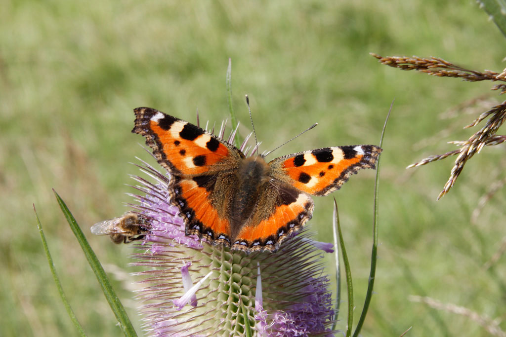 Schmetterling: Kleiner Fuchs (Foto: Niko Martin)
