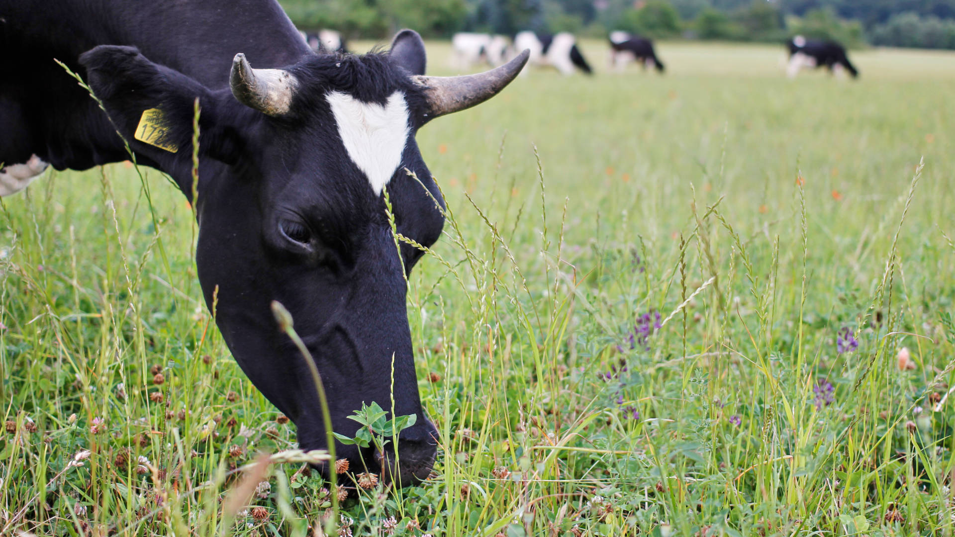 grasende Kuh mit Herz und Hörnern (Foto: Niko Martin)