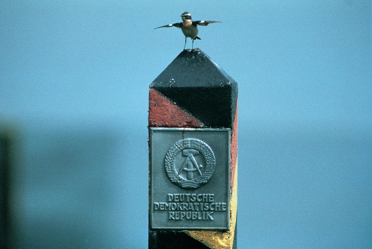 Braunkehlchen auf einem DDR-Grenzpfahl im Jahr 1989.