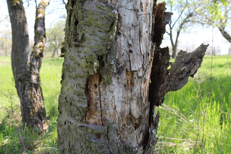 Totholz auf Streuobstwiese in Flörsheim
